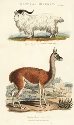 Cabra y llama - Capra aegagrus y Lama glama