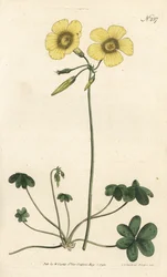 Pie de cabra - Acedera de madera de pie de cabra, Oxalis caprina. Grabado en cobre coloreado por Sansom de una ilustración de Sydenham Edwards del Botanical Magazine de William Curtis, Londres
