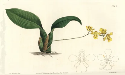 Orquídea Gomesa cornigera - del Registro Botánico