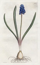 Jacinto de uva - Litografía de Sydenham Edwards, placa del Botanical Magazine de William Curtis