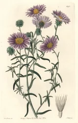 Aster gris, originario de California - S. Watts fuerte agua de una ilustración de Sarah Anne Drake (1803-1857), del Registro Botánico