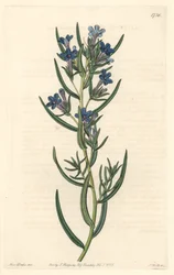 Gremil con hojas de romero, nativo de Sicilia - Agua fuerte por S. Watts de una ilustración de Sarah Anne Drake (1803-1857), del Registro Botánico