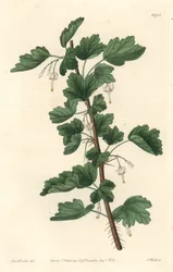 Grosellero, nativo de América del Norte - Placa grabada por S. Watts de una ilustración de Sarah Anne Drake, del Registro Botánico