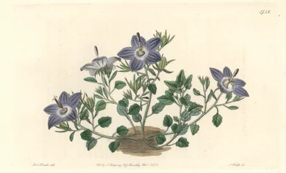 Campanula de hojas peludas, nativa de Italia - Agua fuerte por S. Watts de una ilustración de Sarah Anne Drake, del Registro Botánico