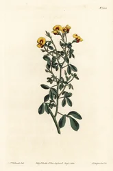 Goodia peluda, Goodia lotifolia var. pubescens (Goodia pubescens). Grabado en cobre a mano coloreado por F. Sansom Jr. después de una ilustración de Sydenham Edwards del Botanical Magazine de William Curtis, Londres