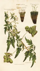 Especies de plantas y musgos de semilla de corazón