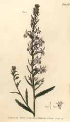 Lobelia de brezo, Lobelia urens, Polygamia monogamia. Grabado en cobre coloreado a mano por F. Sansom de una ilustración botánica de Sydenham Edwards para las Conferencias sobre Botánica de William Curtis, como se impartieron en el Jardín Botánico de Lambe