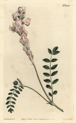 Hedysarum spinosissimum subsp. capitatum (Hedysarum de flores de cetro, Hedysarum capitatum). Grabado en cobre coloreado a mano de F. Sansom Jr. después de una ilustración de Sydenham Edwards del Botanical Magazine de William Curtis, T. Curtis, Londres