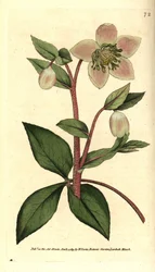 Eléboro lívido o negro - Eléboro lívido o púrpura, Helleborus lividus. Grabado en cobre coloreado a mano según una ilustración botánica de James Sowerby, de The Botanical Magazine de William Curtis, Lambeth Marsh, Londres