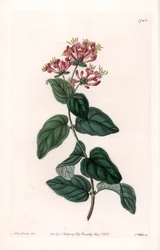 Hierba variete - Placa grabada por S. Watts, de una ilustración de Sarah Anne Drake (1803-1857), del Registro Botánico de Sydenham Edwards (1768-1819), Inglaterra