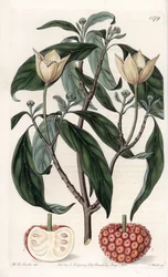 Cornejo del Himalaya - Placa grabada por S.Watts, de una ilustración de Sarah Anne Drake (1803-1857), del Botanical Register de Sydenham Edwards (1768-1819), Inglaterra