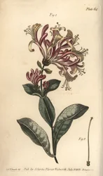 Madreselva, Lonicera caprifolium, Monogynia. Grabado en cobre coloreado a mano por F. Sansom de una ilustración botánica de Sydenham Edwards para las Conferencias sobre Botánica de William Curtis, como se impartieron en el Jardín Botánico de Lambeth