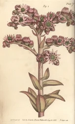 Siempreviva, Sempervivum tectorum, Dodecagynia, flor hermafrodita con 12 pistilos