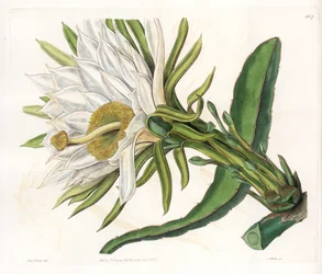 Flor de Hylocereus, variedad de cactus epífito - Placa grabada por S. Watts, de una ilustración de Sarah Anne Drake (1803-1857), del Registro Botánico de Sydenham Edwards (1768-1819), Inglaterra