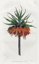 Corona Imperial - Litografía de Sydenham Edwards, placa de la Revista Botánica de William Curtis