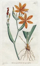 Lirio leopardo o lirio tigre (Iris Domestica) - Litografía de Sydenham Edwards, de la Revista Botánica de William Curtis