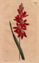 Ixia carmesí o flor rancia, color escarlata oscuro. Ixia carmesí o ixia de flores extendidas con flores carmesí profundas. Ixia patens. Grabado en cobre coloreado a mano de una ilustración botánica de Sydenham Edwards del Botanical Magazine de William Curt