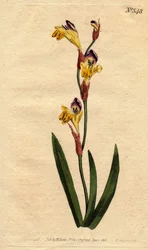 Ixia con corola ringente de colores amarillo, púrpura y marrón - del Registro Botánico
