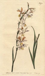 Ixia con venas blancas, amarillas y naranjas. Ixia radiata. Grabado en cobre coloreado a mano de una ilustración botánica de Sydenham Edwards del Botanical Magazine de William Curtis, 1790