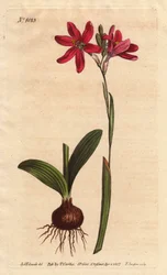 Ixia rosa, Ixia latifolia