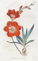 Ixia naranja - Litografía por Sydenham Edwards, placa del Botanical Magazine de William Curtis