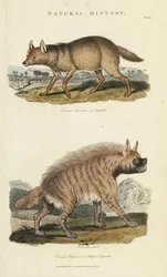 Chacal dorado y hiena - Canis aureus y Hyaena hyaena