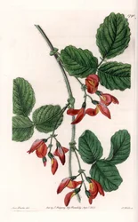 Kennedia macrophylla, planta nativa de Australia, especie rara en peligro de extinción - Placa grabada por S. Watts, de una ilustración de Sarah Anne Drake (1803-1857), del Registro Botánico de Sydenham Edwards (1768-1819), Inglaterra