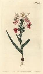 Lapeirousia pyramidalis