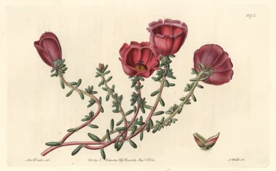 Portulaca de flores grandes o caballero de las once horas, nativo de Chile, del Botanical Register