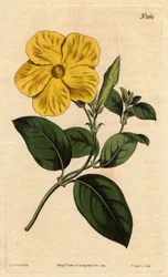 Flor de sabana amarilla brillante, nativa de Jamaica y Santo Domingo. Echites suberecta