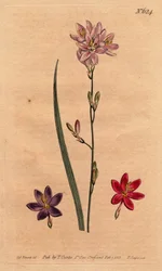Lirios (lirios) de los bles, con ejemplos de diferentes colores: rosa, púrpura, escarlata. Ixia flexuosa con ejemplos de variedades de color: rosa, púrpura y escarlata. Ixia flexuosa. Grabado en cobre coloreado a mano de una ilustración botánica de Sydenha