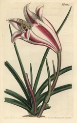 Lirio variedad - Lirio de la costa del Cabo, Crinum ornatum (Amaryllis ornata). Grabado en cobre coloreado a mano por F. Sansom Jr. después de una ilustración de Sydenham Edwards del Botanical Magazine de William Curtis, T. Curtis, Londres