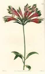 Lirio de los Incas o Perú - del Registro Botánico