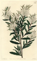 Hakea de hojas lineares, Hakea linearis. Grabado en cobre coloreado a mano por S. Watts después de una ilustración de J.T. Hart del Botanical Register de Sydenham Edwards, Ridgeway, Londres