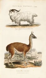 Cabra de cuernos largos y llama