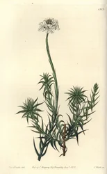 Sphenotoma de hojas largas, del Registro Botánico de Sydenham Edwards