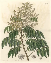 Longanier, originario de China - S. Watts agua fuerte de una ilustración de Sarah Anne Drake (1803-1857), del Registro Botánico