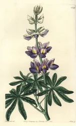 Lupino