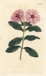 Vinca de Madagascar - Vinca de Madagascar, Catharanthus roseus (Vinca rosea). Grabado en cobre coloreado a mano de Sansom después de una ilustración de Sydenham Edwards del Botanical Magazine de William Curtis, Londres