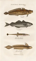 Peces marinos de las aguas costeras europeas