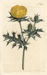 Argemone mexicana, del Botanical Magazine de William Curtis