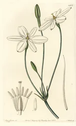 Estrella mexicana - Estrella mexicana o milla blanca como la nieve, Milla biflora
