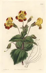 Mímulo, apodado Flor de Mono o Flor de Almizcle, Variedad Híbrida, del Registro Botánico