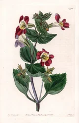 Variedad de Mimule, llamada flor de mono o flor de almizcle - Placa grabada por S.Watts, de una ilustración de Sarah Anne Drake, del Registro Botánico de Sydenham Edwards