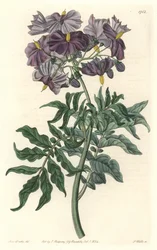 Morelle (Solanum), nativa de Chile, del Registro Botánico