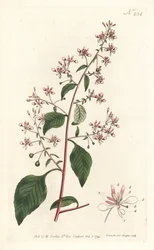 Flor de mosquito o lopezia mexicana, del Botanical Magazine de William Curtis