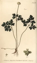 Raíz almizclada, del Botanical Magazine de William Curtis