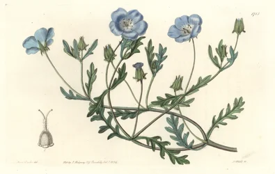 Namophile maculee, originaria de California - Placa grabada por S. Watts de una ilustración de Sarah Anne Drake, del Registro Botánico