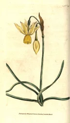Narciso - Narcissus triandrus