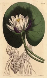 Nenúfar con gran flor blanca frente a su hoja redonda. Nymphaea nitida. Grabado en cobre a mano coloreado de una ilustración botánica de Sydenham Edwards del Botanical Magazine de William Curtis